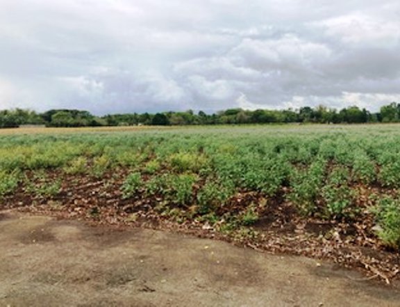 8.1 hectares Agricultural Land For Sale in Tiaong Quezon