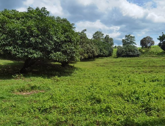 Farm lot for sale fully planted with mature mango trees across the property.