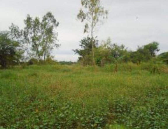 For Sale by Owner ,4,193 sqm Residential Lot For Sale in Binan Laguna
