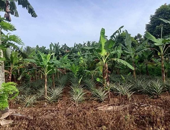 Farm lot in Amadeo Cavite near Tagaytay