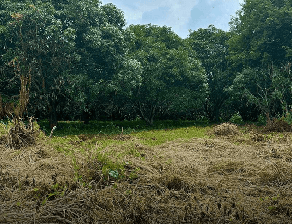 2 Hectare Vacant Lot for Sale in Nueva Ecija with Mango Trees