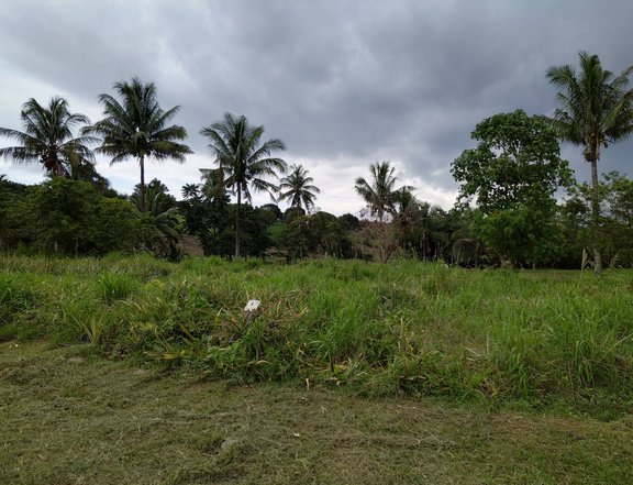 9.9 hectares Farm Lot For Sale in Matin ao Polomolok South Cotabato!