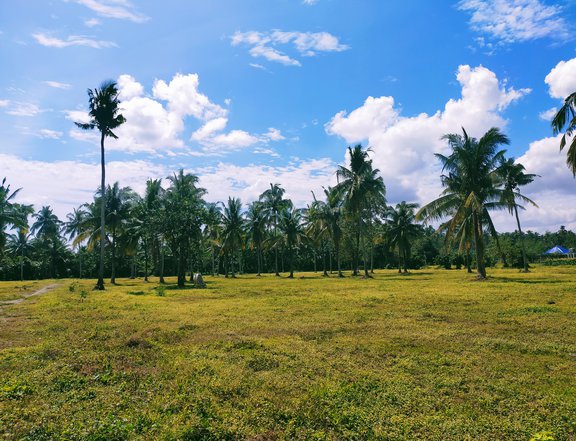 COCONUT FARM LOT IN BRGY. CABAY, TIAONG, QUEZON