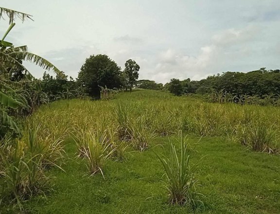 FOR SALE Residential farmlot 3 HAS  loc at lian batangas flat land 650 per sqm