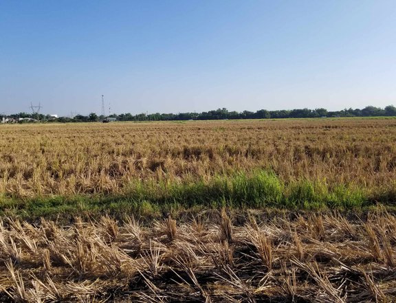 3 hectares Agricultural Farm For Sale in Santa Rosa Nueva Ecija