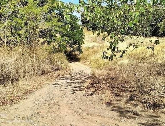 8.7 hectares Agricultural/Mango Farm For Sale in Umingan Pangasinan