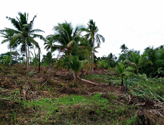SIARGAO AGRICULTURAL FARM LOT