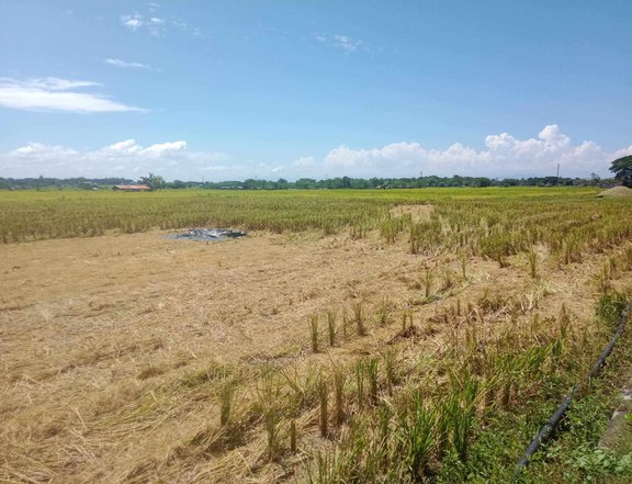 5,493 sqm Farm Lot For Sale in Santo Tomas La Union