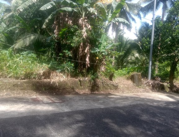 FARM LOT /COCONUT FARM