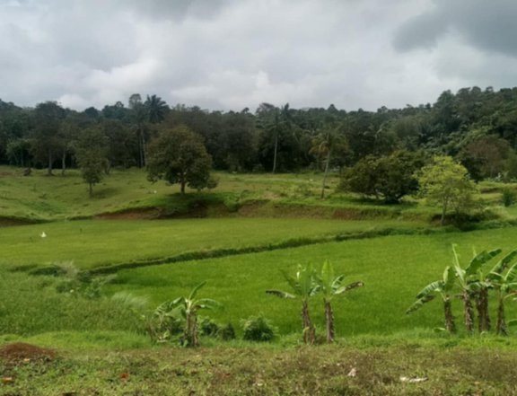 3 hectares farm lot in Cavinti, laguna that is suitable in farming, camp site with body of water