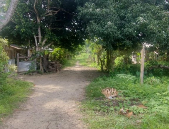 Overlooking beach farm lot