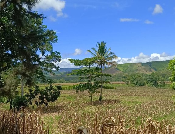 25 Hectares Farm Lot For Sale In Indalasa Malaybalay Bukidnon