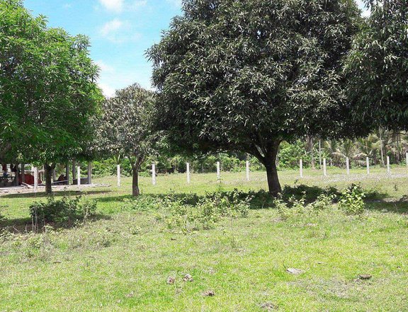 LF INVESTOR 10,000 SQM AGRICULTURAL FARM IN NASUGBO BATANGAS CLEAN TITLE