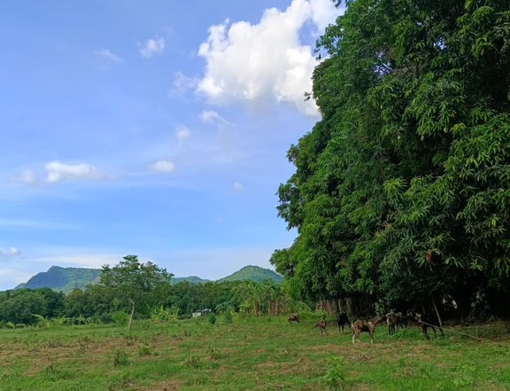 Nasugbu Farm Lot on sale!!!