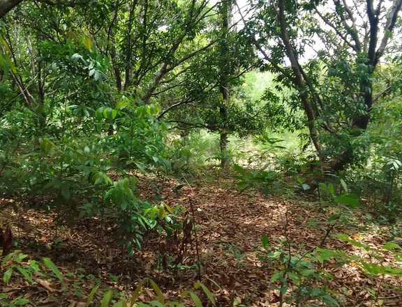 7,211 sqm Mango Farm For Sale in Umingan Pangasinan