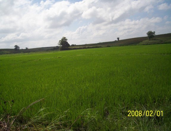 10 Hectares Agricultural Farm For Sale in Ilagan Isabela (CLEAN TITLE)