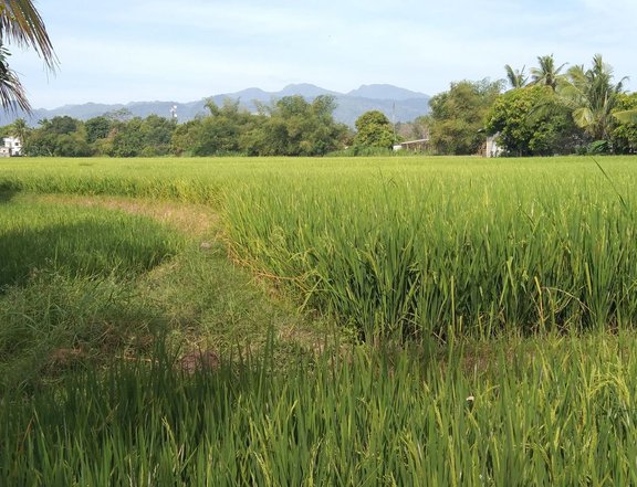 1.6234 hectares Residential Farm For Sale in Balanga Bataan