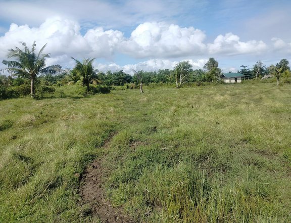 Lot for sale 16,029 sqm clean title with 60 mango trees at Ubay Bohol