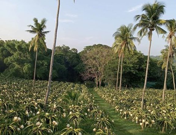 INCOME-GENERATING DRAGON FRUIT FARM