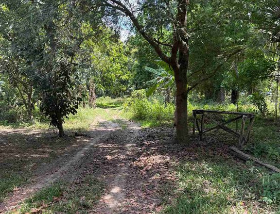 FARM LOT IN BUKAL SUR CANDELARIA IDEAL FOR FARMING OR WEEKEND RETREAT