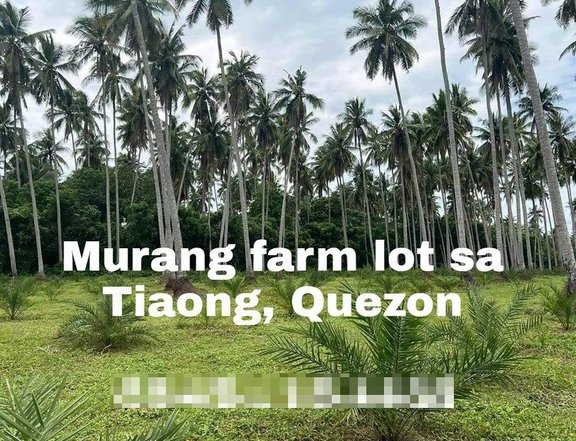 1000 sqm Coconut and Dates Farm Lot For Sale in Tiaong Quezon