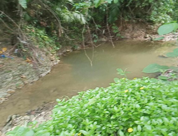 1.3 hectares Residential Lot For Sale in Barili South Cebu