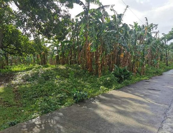 11 4 hectares farm lot with banana plantation