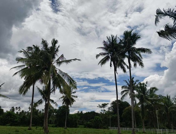 Farm Lot Near Marcial Punzalan Road