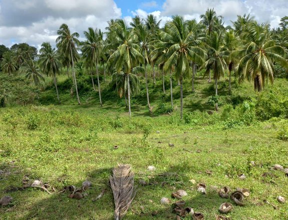 1 hectare agricultural farm lot for sale