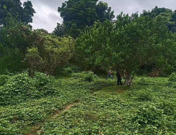 Residential farm lots for sale in Tiaong, Quezon