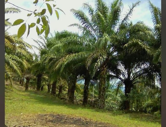 8.12 hectares Agricultural Farm For Sale.