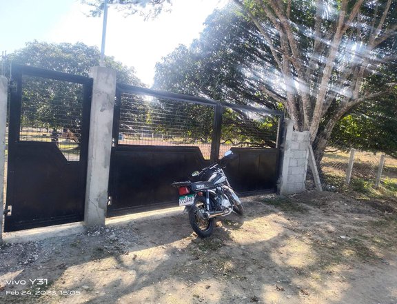 15000 sqm mango farm Lot For Sale in Cuyapo Nueva Ecija