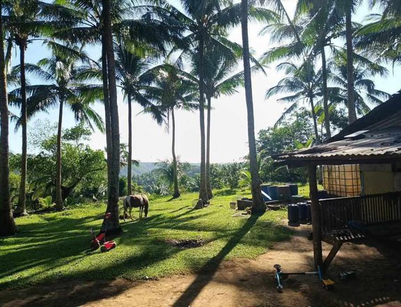 3.5 Hectares Agro - Industrial farm lot for sale in pililla rizal with clean title complete papers