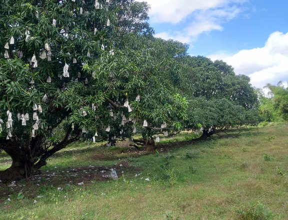300sqm Residential Farm with mango trees, indang cavite