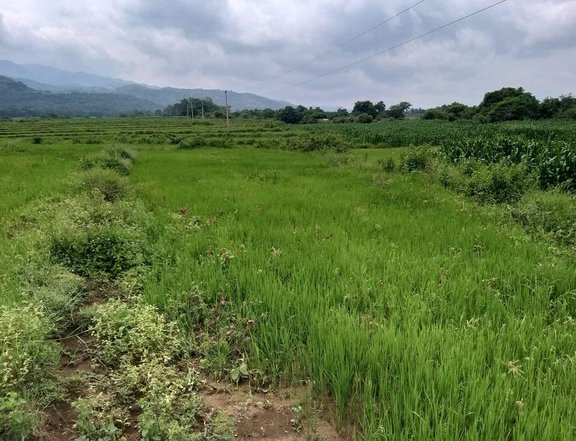 1100000 sqm Irrigated Riceland Farm For Sale in Umingan Pangasinan