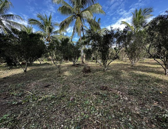Farm Land Ideal for residential/Retirement in Tiaong-Dolores Quezon