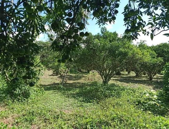 1000sqm farm lot at san francisco