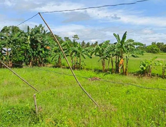 13,425 sqm Agro-Industrial Farm For Sale in Tanauan Leyte