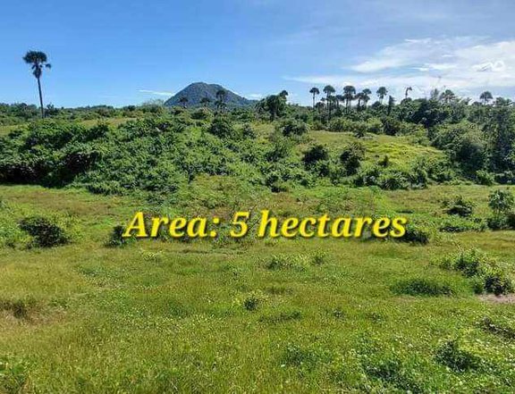 5 hectares raw land for sale in cuyapo nueva ecija