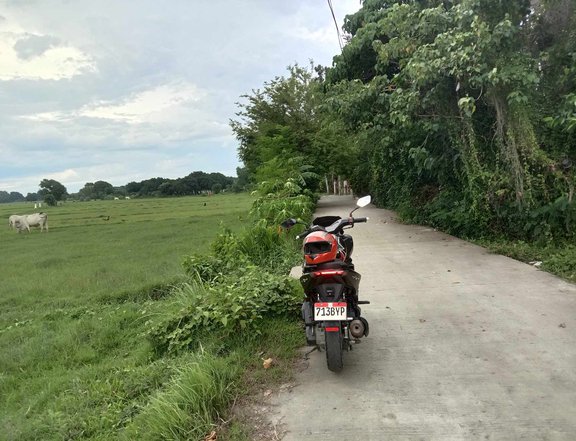 9,961 sqm Agricultural Farm For Sale in Bugallon Pangasinan