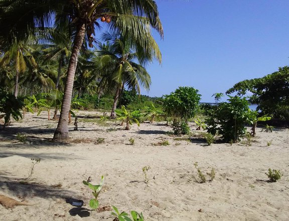Beach Front Lot For Sale 5 hectares in Oas Albay