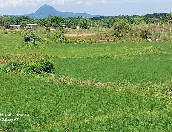 24000 sqm Agricultural Farm For Sale in Umingan Pangasinan