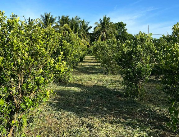 Kalamansian Farm sa Tiaong Quezon sa halagang 850K