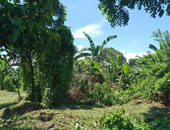 Residential Farm For Sale in Tiaong Quezon