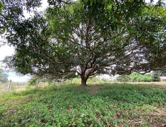 300 sqm Agricultural Farm lot For Sale in Silang, Cavite