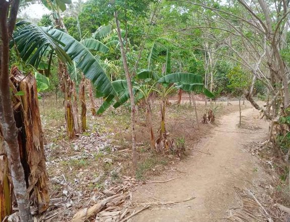 Lf sure buyer titled lot 1.5hectares in nasugbo batangas