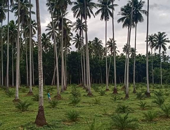 Dates and coconut farm