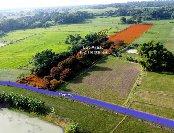 Farmlot with mango and ricefield