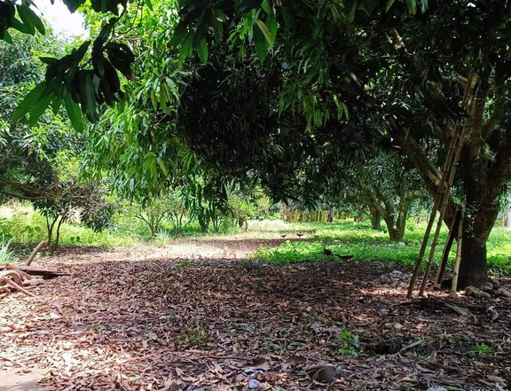 FOR SALE!!! 10 HECTARES FARM LOT IN DARONG STA. CRUZ