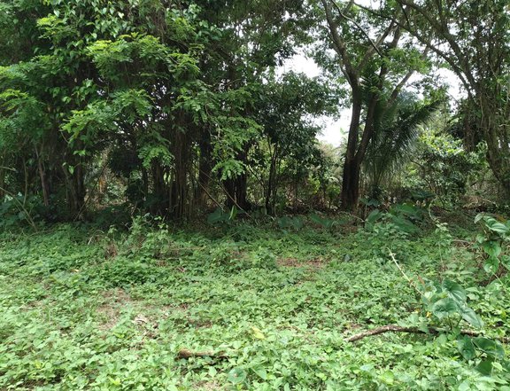 1000 sqm Agricultural Farm For Sale in Alfonso Cavite